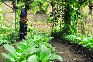 Organic Farm