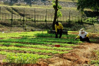 Organic Farm